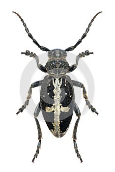 Longhorn beetle Dorcadion equestre (male)