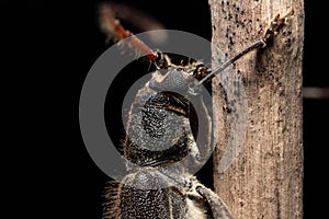 Longhorn Beetle eye closeup stock photo