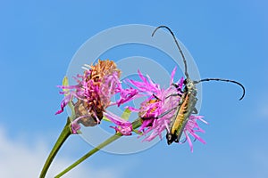 Longhorn beetle on a flower.