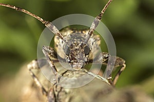 Longhorn beetle front view on a tree branch