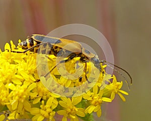 Longhorn Beetle On Goldenrod