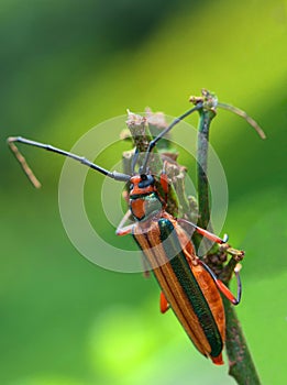 A longhorn beetle from Indonesia