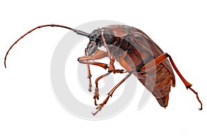 Longhorn Beetle Isolated On White