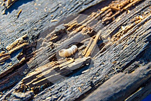 Longhorn beetle larva - Coleoptera gnaws through old dry wood