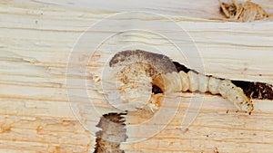 Longhorn Beetle Larva. Presumably Monochamus Sartor Beetle Larva. The nasty worm moves in a tunnel gnawed in spruce wood