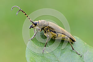 Longhorn beetle - Lepturobosca virens