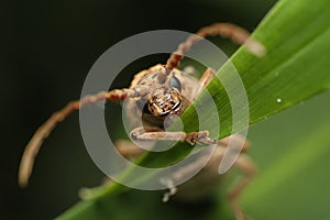 Longhorn beetle macro photo on leaf