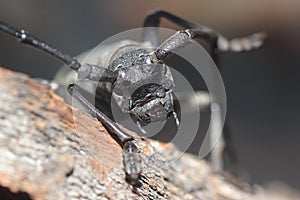 Longhorn beetle - Morimus funereus