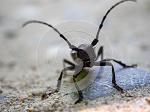 Longhorn beetle morimus funereus