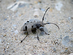 Longhorn beetle morimus funereus