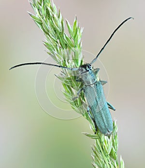 Longhorn beetle Opsilia coerulescens