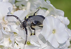 Longhorn beetle on a Phlox flower.