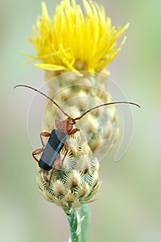 Longhorn beetle Phymatodes testaceus