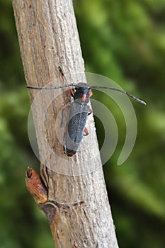 Longhorn beetle Phytoecia pustulata