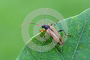 longhorn beetle - Pidonia lurida