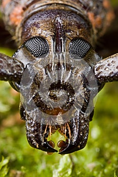 Longhorn beetle portrait