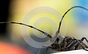 Longhorn beetle portrait with red, yellow and blue background