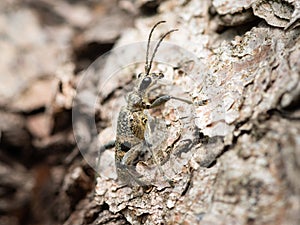 A longhorn beetle resting on a pine tree