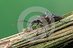 longhorn beetle - Rhagium bifasciatum