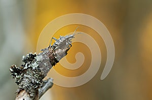 Longhorn beetle, Rhagium inquisitor on wood