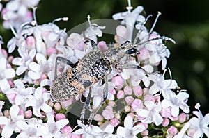 Longhorn Beetle (Rhagium Mordax)