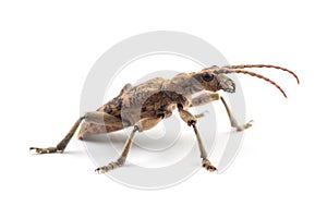 Longhorn beetle Rhagium sycophanta isolated on white
