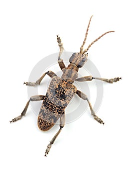 Longhorn beetle Rhagium sycophanta isolated on white