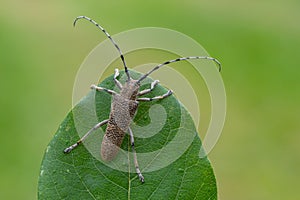 longhorn beetle - Saperda carcharias