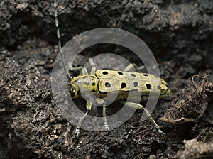 Longhorn beetle, Saperda perforata on aspen bark photo