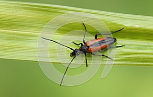 A Longhorn Beetle, Stenurella melanura, perching on a reed in woodland in the UK.