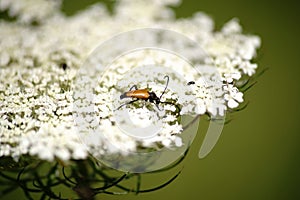 Longhorn beetle