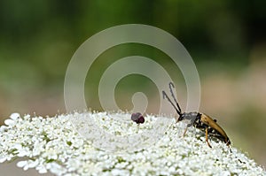 Longhorn beetle on a wild carrot flower