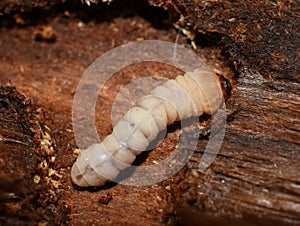 Longhorn beetle wood borer larva inside bark of tree