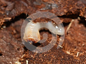 Longhorn beetle wood borer larva inside bark of tree