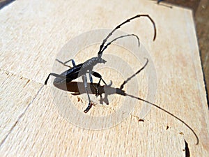 Longhorn beetles Cerambyx scopolii