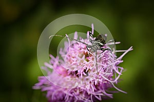 Longhorn beetles, photographed when staying on purple flower in nature.