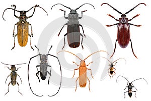 Longhorn beetles