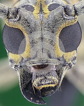 Longhorn Bettle eye