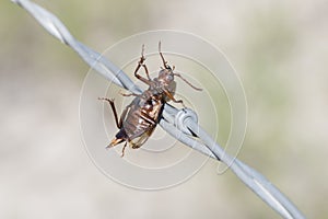 Longhorn Bettle Prionus emarginatus Impaled on Barbed Wire