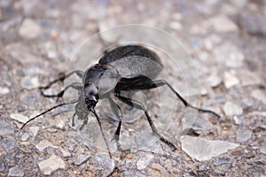 The longhorn black beetle (Cerambycidae; also known as long-horned or longicorns) crawls along the road. Close-up photo