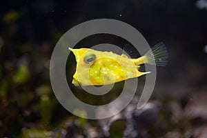 Longhorn boxfish Lactoria cornuta photo