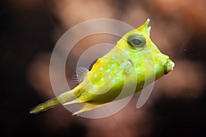 Longhorn boxfish Lactoria cornuta photo