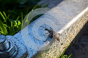 Longhorn bug macro on the stone. Slovakia