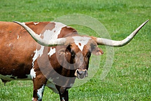 A longhorn bull