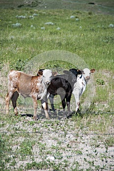 3 Longhorn Bull Calves photo