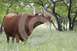 Longhorn bull mooing