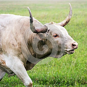 Longhorn Bull in Oklahoma