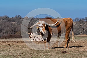Longhorn bull with an orange stipe on its white face in field