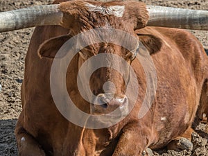 Longhorn Bull Relaxing Facing Forward