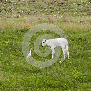 Longhorn Calf in Oklahoma